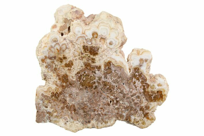 Polished Aragonite Stalactite Slice - Morocco #259759